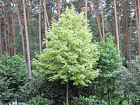 Acer%20platanoides%20Drummondii%20-%20Sol%20im%20Waldgebiet.JPG