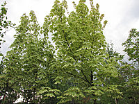 Acer%20platanoides%20Drummondii%20-%20junge%20Kronen1.JPG