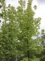 Acer%20platanoides%20Drummondii%20-%20junge%20Kronen2.JPG