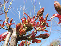 Acer%20platanoides%20Globosum%20-%20Austrieb.JPG
