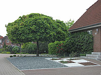Acer%20platanoides%20Globosum%20-%20Solitaerbaum%205-6m.JPG