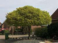 Acer%20platanoides%20Globosum%205-6m%20in%20Bluete.JPG