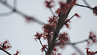 Acer%20platanoides%20Royal%20Red%20-%20Blueten%20nah.JPG