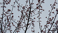 Acer%20platanoides%20Royal%20Red%20-%20Blueten.JPG