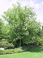 Acer%20pseudoplatanus%20Leopoldii%20-%20Baum.jpg