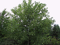 Acer%20pseudoplatanus%20Leopoldii%20-%20Baum2.jpg