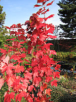 Acer%20rubrum%20(Sorten)%20Herbstfaerbung1.JPG