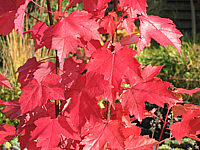 Acer%20rubrum%20(Sorten)%20Herbstfaerbung1nah.JPG