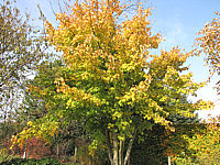 Acer%20rubrum%20-%20Herbst.JPG