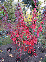 Acer%20rubrum%20Autumn%20Flame%201+.JPG