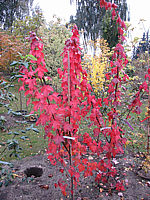Acer%20rubrum%20Autumn%20Flame%201.JPG