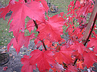Acer%20rubrum%20Autumn%20Flame%202.JPG