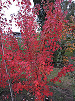 Acer%20rubrum%20Autumn%20Flame%20Herbstfaerbung%2001.JPG
