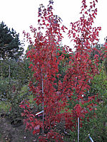 Acer%20rubrum%20Autumn%20Flame%20Herbstfaerbung%2002.JPG