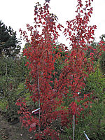 Acer%20rubrum%20Autumn%20Flame%20Herbstfaerbung%2003.JPG