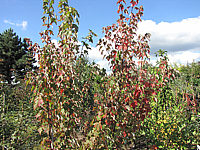 Acer%20rubrum%20Autumn%20Flame%20beginnende%20Herbstfaerbung.JPG