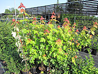 Acer%20rubrum%20Jeffers%20Red%20-%20im%20Wachstum.JPG
