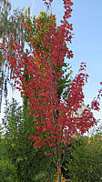 Acer%20rubrum%20Jeffersred%200006.JPG