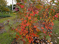 Acer%20rubrum%20Jeffersred%2001.JPG