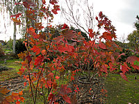 Acer%20rubrum%20Jeffersred%2003.JPG