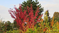 Acer%20rubrum%20Jeffersred%20Heister%20Sol%2001.JPG