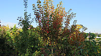 Acer%20rubrum%20Jeffersred%20Herbst%202015-10-10%20002.JPG