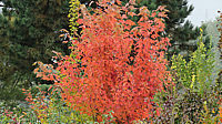 Acer%20rubrum%20Jeffersred%20Herbst%202015-10-21%20001.JPG