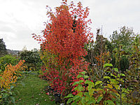 Acer%20rubrum%20Jeffersred%20Herbst%202015-10-21%20002.JPG