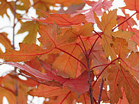 Acer%20rubrum%20Jeffersred%20Herbst%202015-10-29%20001.JPG