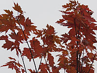 Acer%20rubrum%20Jeffersred%20Herbst%202015-10-29%20002.JPG