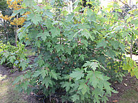 Acer%20rubrum%20Jeffersred%20im%20Sommer.JPG