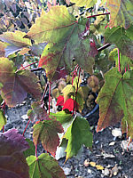 Acer%20rubrum%20Sun%20Valley%20001.JPG
