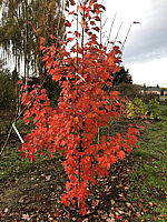 Acer%20rubrum%20Sun%20Valley%2001.JPG