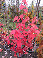 Acer%20rubrum%20Sun%20Valley%2002%20Herbst.JPG