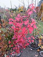 Acer%20rubrum%20Sun%20Valley%2003%20Herbst.JPG