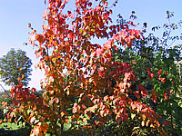 Acer%20rufinerve%20-%20Herbst.JPG