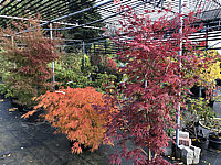 Acer%20shirasawanum%20Yasemin%20-%20Herbst%2001.JPG