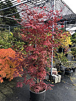 Acer%20shirasawanum%20Yasemin%20-%20Herbst%2002.JPG