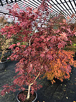 Acer%20shirasawanum%20Yasemin%20-%20Herbst%2003.JPG