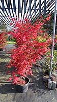 Acer%20shirasawanum%20Yasemin%20-%20Herbst%2004.JPG