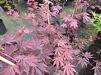 Acer%20shirasawanum%20Yasemin%2060cm.JPG