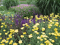 Achillea%20filipendulina%20Coronation%20Gold%20+%20Salvia%20Ostfriesland.jpg