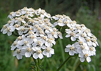 Achillea%20millefolium.png