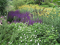 AchilleaCG+Geranium%20sang%20Album+Salvia%20nemorosa%20Ostfriesland%2001.jpg