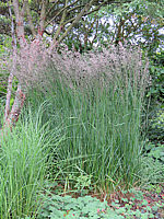 Achnatherum%20(Stipa)%20calamagrostis%20%20001.JPG