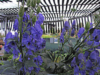 Aconitum%20arendsii%20-%20Blueten%20nah.JPG