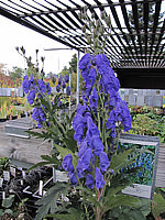 Aconitum%20arendsii%20-%20Blueten.JPG
