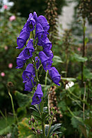 Aconitum%20arendsii%20.jpg