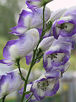 Aconitum%20napellus%20Bicolor.jpg