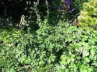 Aconitum%20wilsonii%20-%20bluehend.jpg